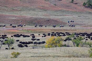 bison roundup, buffalo roundup, bison herd, bison,