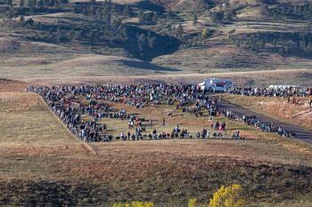 bison roundup, buffalo roundup, bison herd, bison,