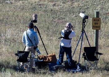 bison roundup, buffalo roundup, bison herd, bison,