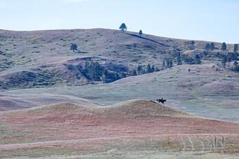 bison roundup, buffalo roundup, bison herd, bison, buffalo