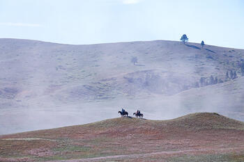 bison roundup, buffalo roundup, bison herd, bison,
