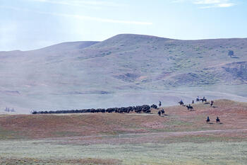 bison roundup, buffalo roundup, bison herd, bison,