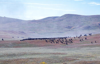 bison roundup, buffalo roundup, bison herd, bison,