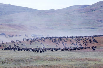 bison roundup, buffalo roundup, bison herd, bison,