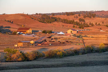 bison roundup, buffalo roundup, bison herd, bison,