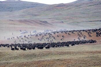 bison roundup, buffalo roundup, bison herd, bison,