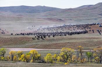 bison roundup, buffalo roundup, bison herd, bison,