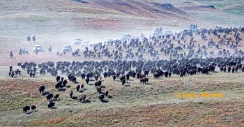 bison roundup, buffalo roundup, bison herd, bison,
