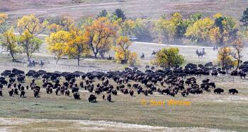 bison roundup, buffalo roundup, bison herd, bison,