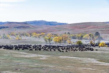 bison roundup, buffalo roundup, bison herd, bison,