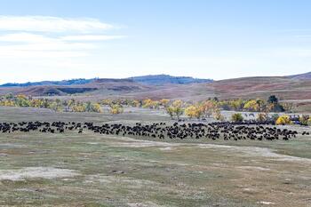 bison roundup, buffalo roundup, bison herd, bison,