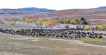 bison roundup, buffalo roundup, bison herd, bison,