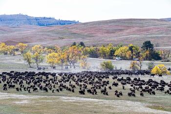 bison roundup, buffalo roundup, bison herd, bison,