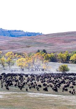 bison roundup, buffalo roundup, bison herd, bison,
