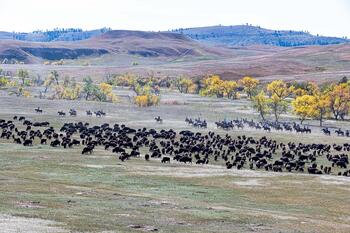 bison roundup, buffalo roundup, bison herd, bison,