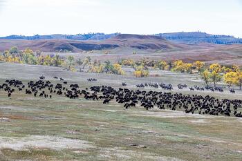 bison roundup, buffalo roundup, bison herd, bison,