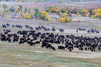 bison roundup, buffalo roundup, bison herd, bison,