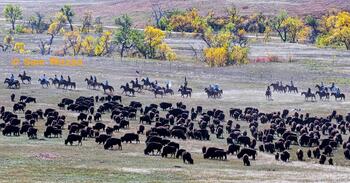 bison roundup, buffalo roundup, bison herd, bison,