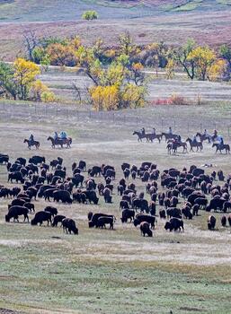 bison roundup, buffalo roundup, bison herd, bison,