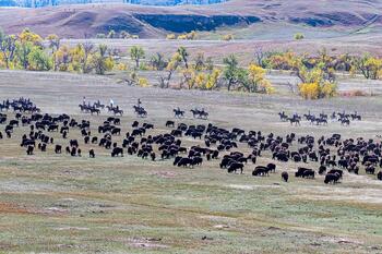 bison roundup, buffalo roundup, bison herd, bison,