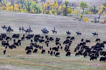 bison roundup, buffalo roundup, bison herd, bison,