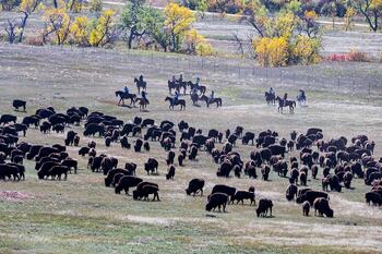 bison roundup, buffalo roundup, bison herd, bison,