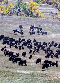 bison roundup, buffalo roundup, bison herd, bison,