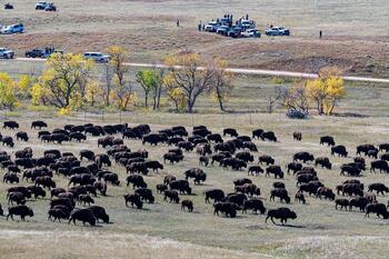bison roundup, buffalo roundup, bison herd, bison,
