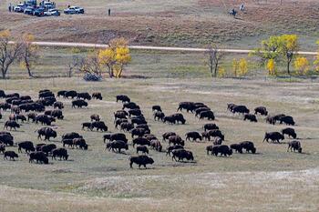 bison roundup, buffalo roundup, bison herd, bison,
