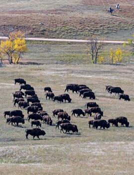 bison roundup, buffalo roundup, bison herd, bison,