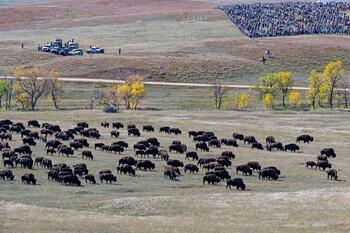 bison roundup, buffalo roundup, bison herd, bison,