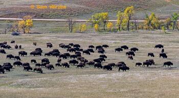 bison roundup, buffalo roundup, bison herd, bison,