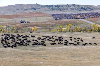 bison roundup, buffalo roundup, bison herd, bison,