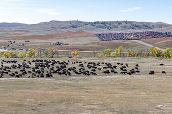 bison roundup, buffalo roundup, bison herd, bison,