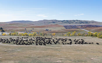 bison roundup, buffalo roundup, bison herd, bison,
