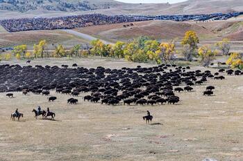 bison roundup, buffalo roundup, bison herd, bison,