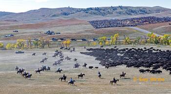 bison roundup, buffalo roundup, bison herd, bison,