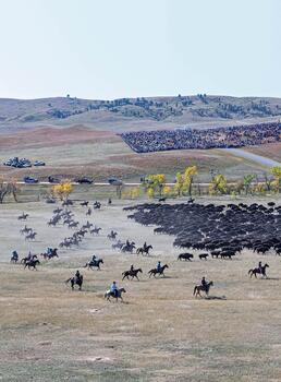 bison roundup, buffalo roundup, bison herd, bison,