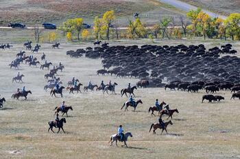 bison roundup, buffalo roundup, bison herd, bison,