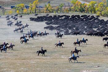 bison roundup, buffalo roundup, bison herd, bison,