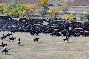 bison roundup, buffalo roundup, bison herd, bison,