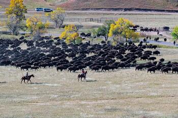 bison roundup, buffalo roundup, bison herd, bison,