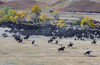 bison roundup, buffalo roundup, bison herd, bison,