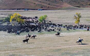 bison roundup, buffalo roundup, bison herd, bison,