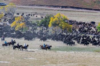 bison roundup, buffalo roundup, bison herd, bison,