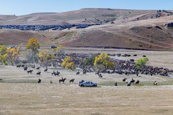 bison roundup, buffalo roundup, bison herd, bison,
