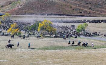 bison roundup, buffalo roundup, bison herd, bison,