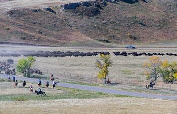 bison roundup, buffalo roundup, bison herd, bison,
