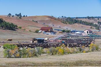 bison roundup, buffalo roundup, bison herd, bison,