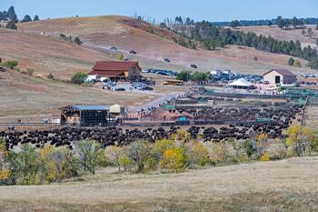 bison roundup, buffalo roundup, bison herd, bison,